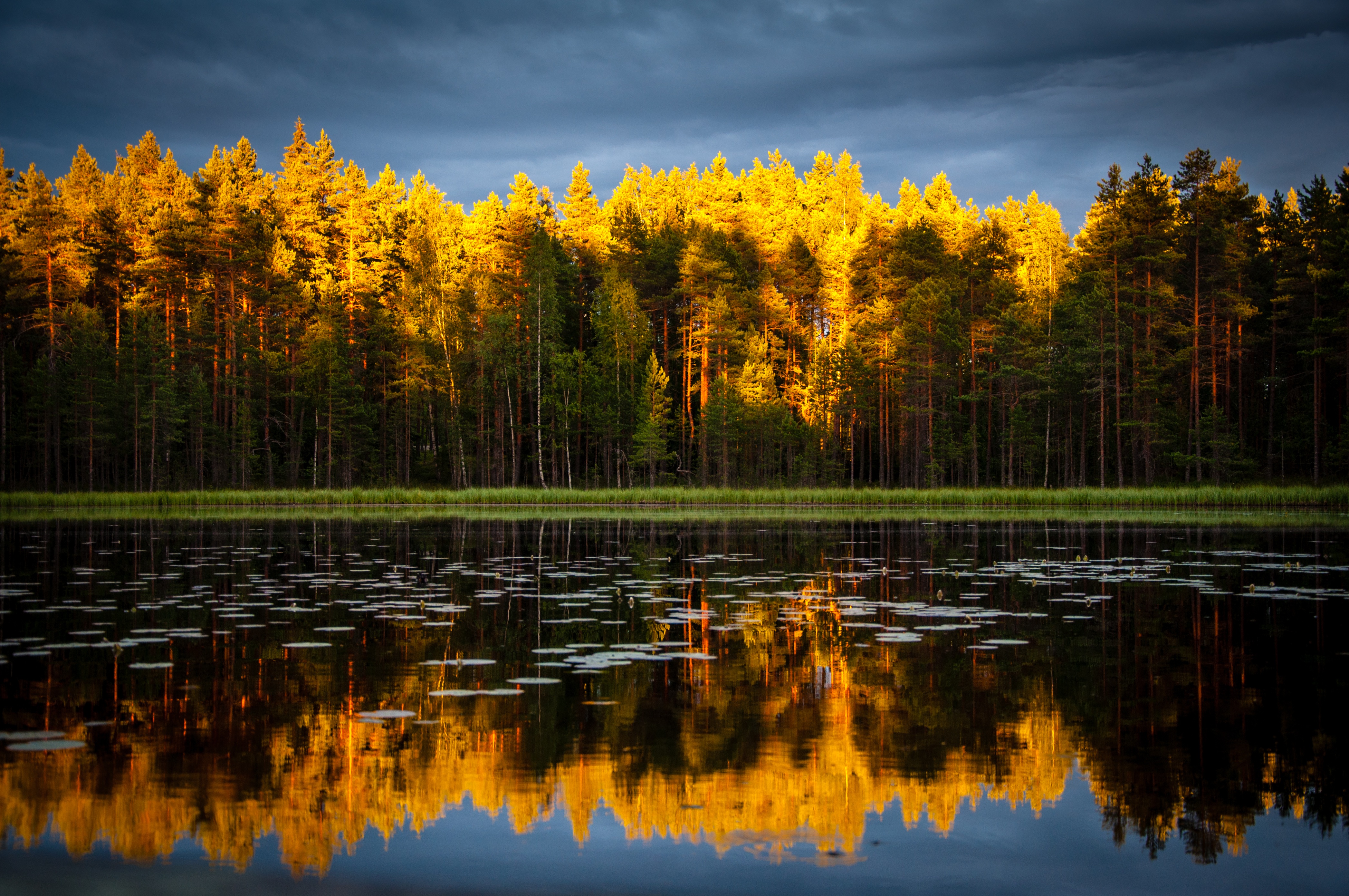 aspens-reflected-in-water